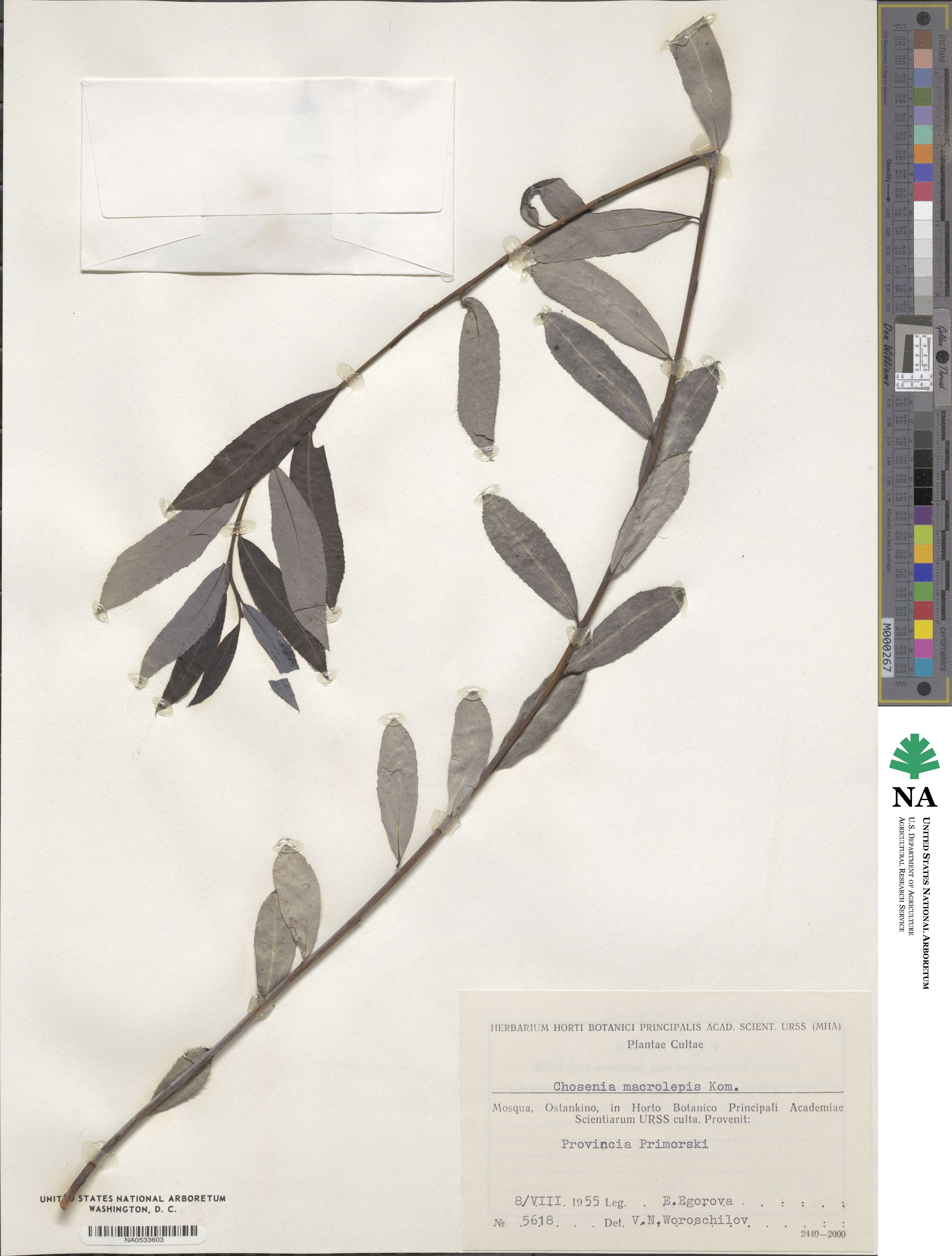 Salix arbutifolia image