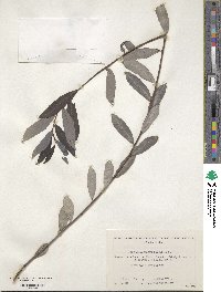 Salix arbutifolia image