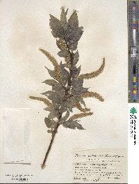 Salix cardiophylla image