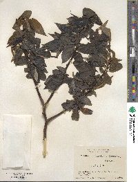 Salix cardiophylla image