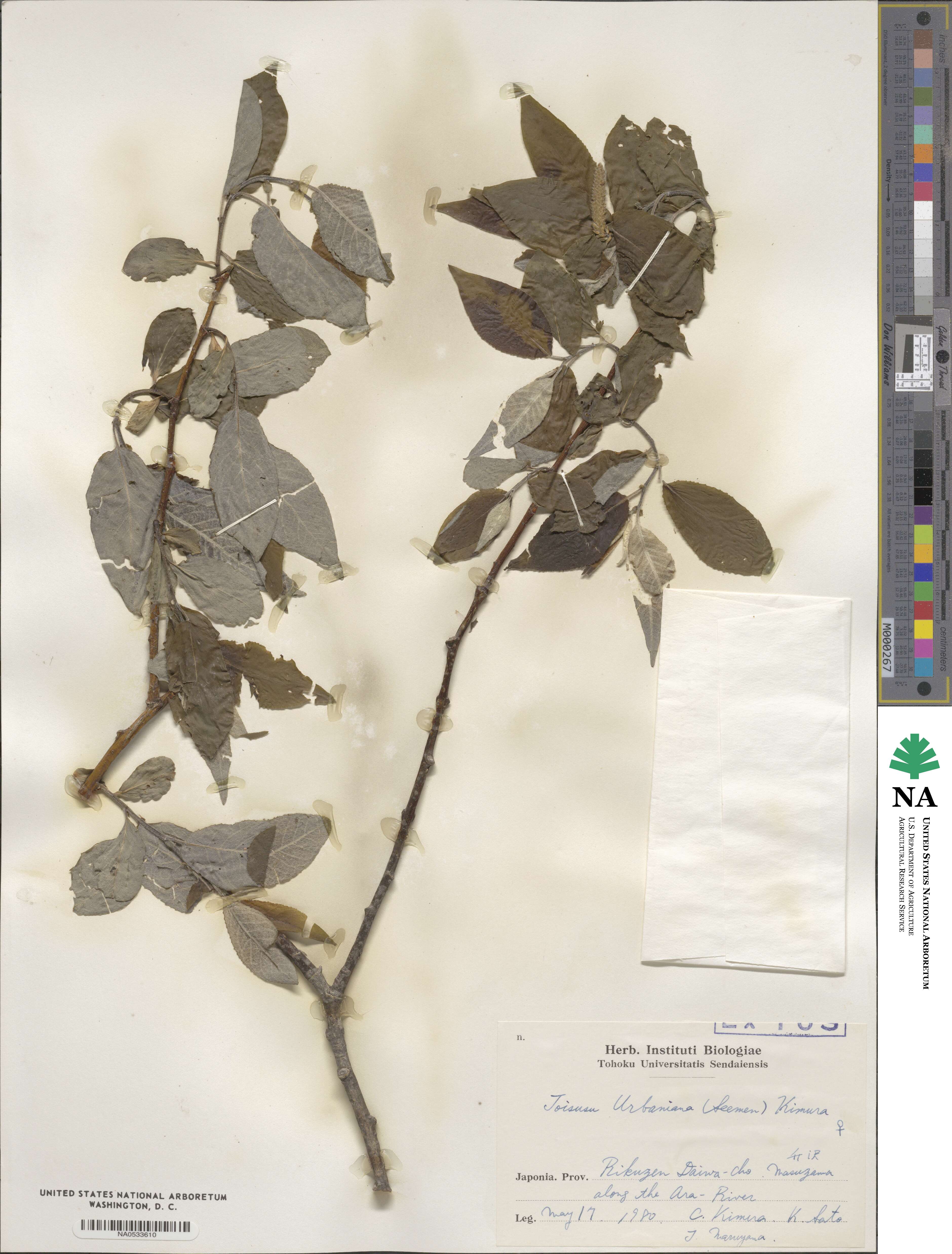 Salix cardiophylla image