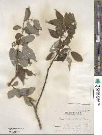 Salix cardiophylla var. urbaniana image