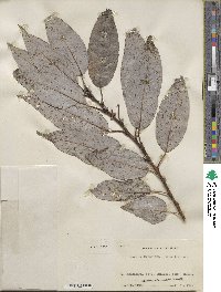 Salix cardiophylla image