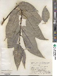 Salix cardiophylla var. urbaniana image