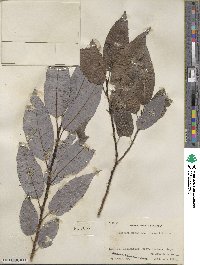 Salix cardiophylla image