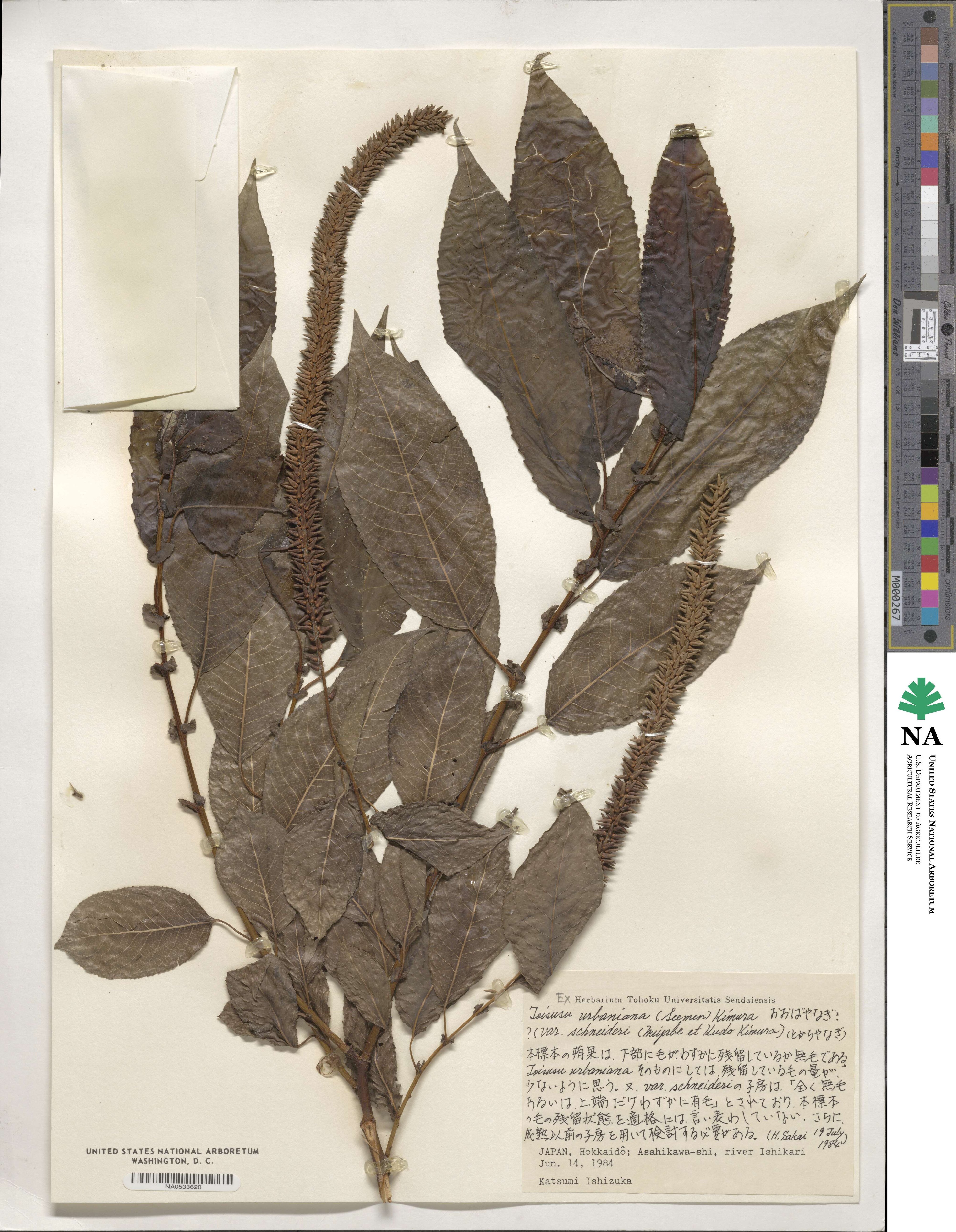 Salix cardiophylla image