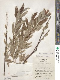 Salix viminalis image