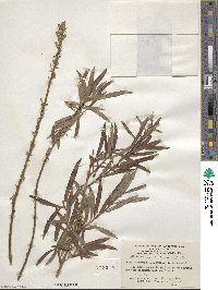 Salix viminalis image