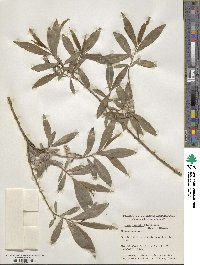 Salix viminalis image