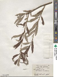 Salix viminalis image