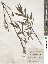 Salix viminalis image