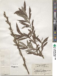 Salix viminalis image