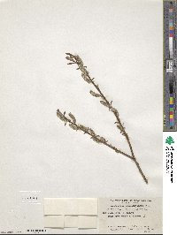 Salix viminalis image