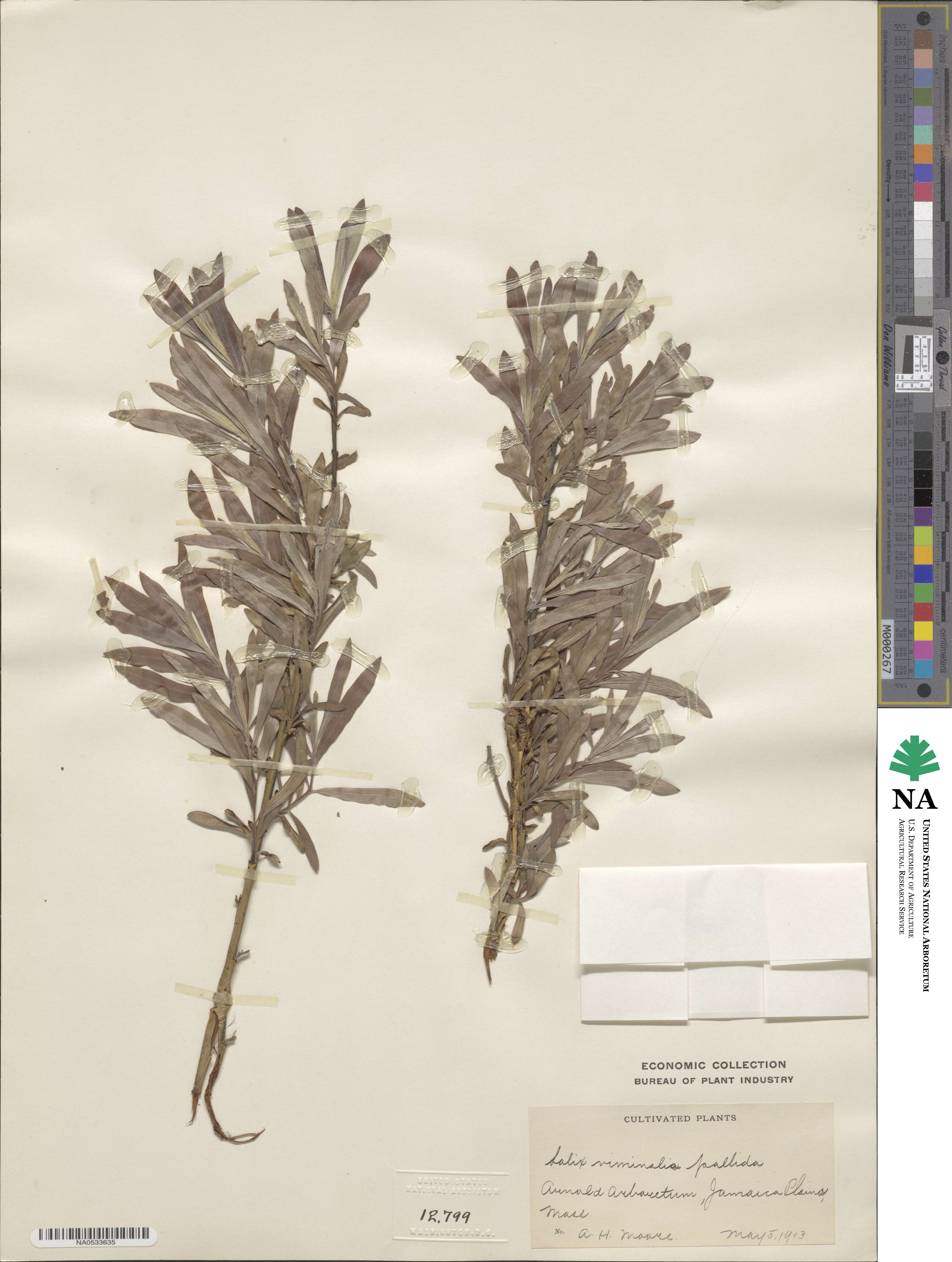 Salix viminalis image