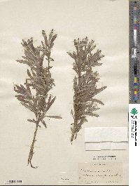 Salix viminalis image