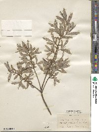 Salix viminalis var. songarica image