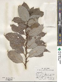 Salix vulpina image