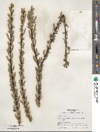 Salix vulpina image