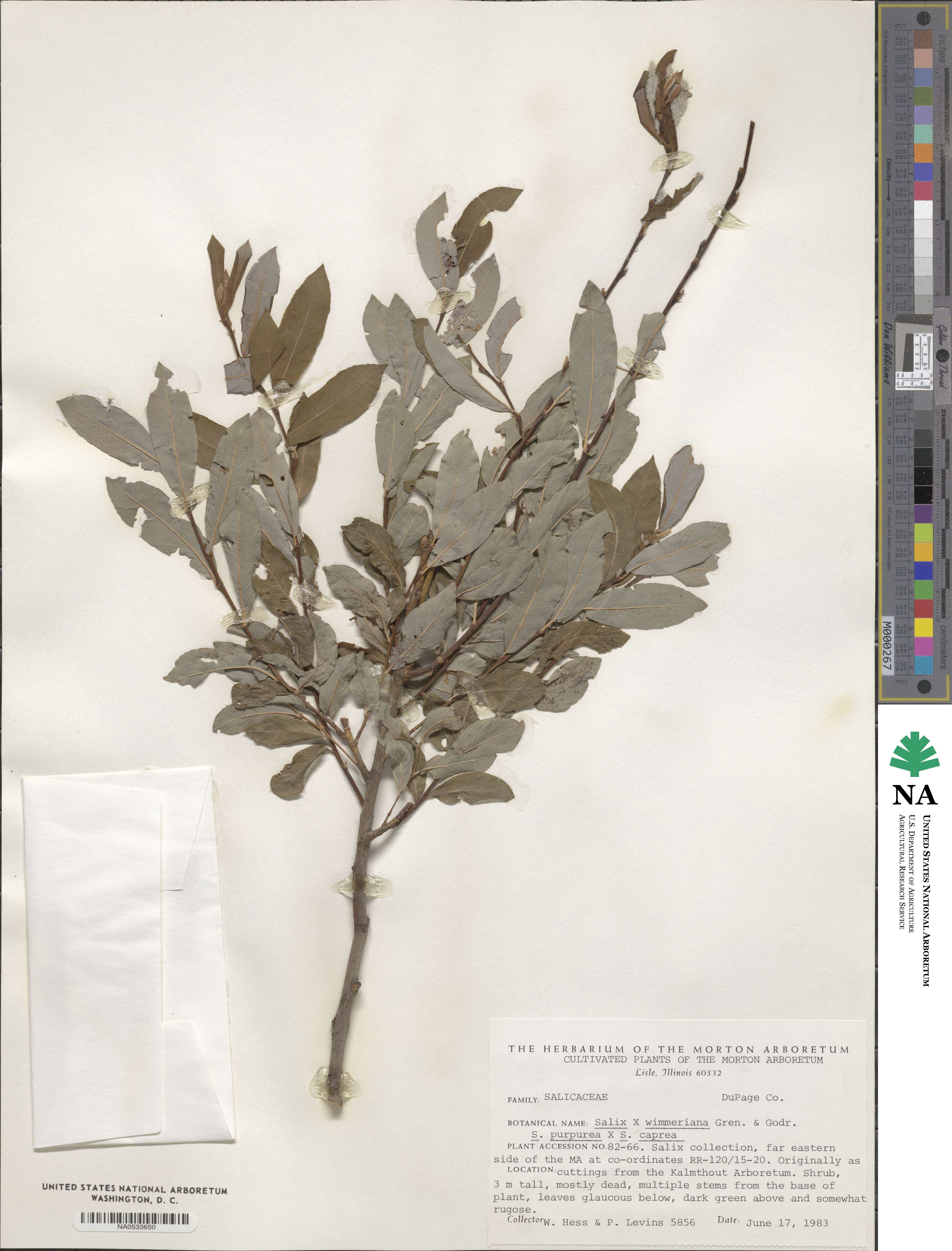 Salix ×wimmeriana image