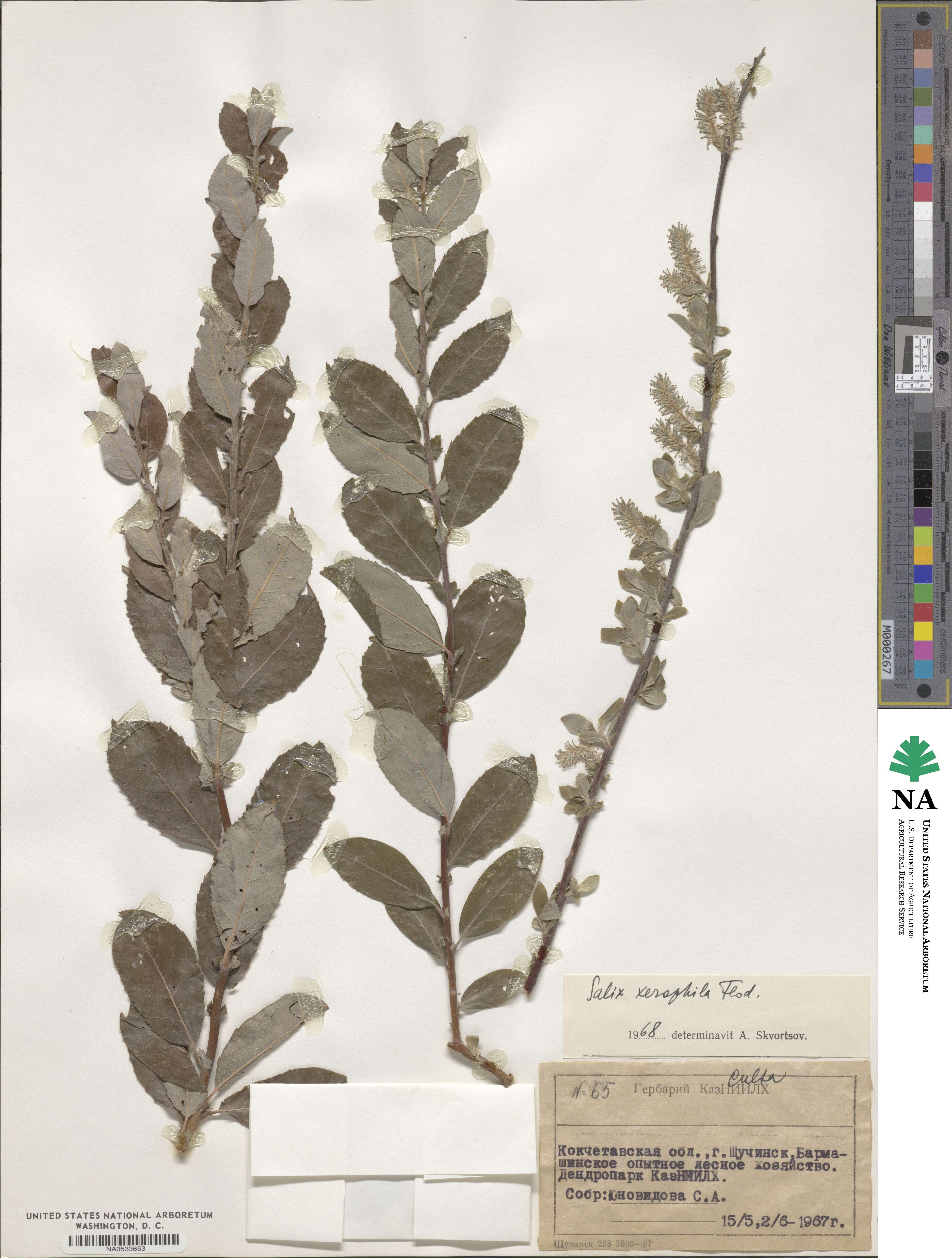 Salix xerophila image