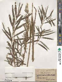 Salix viminalis image