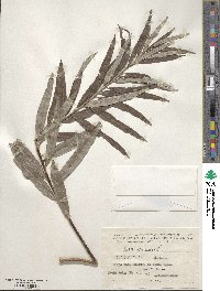 Salix viminalis image