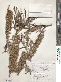 Salix viminalis image