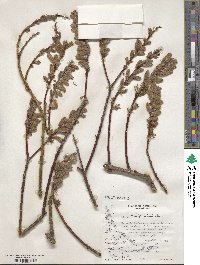 Salix viminalis image