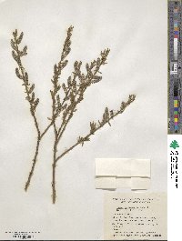 Salix viminalis image