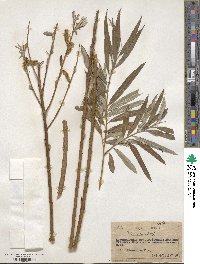 Salix viminalis image