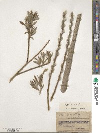 Salix viminalis image