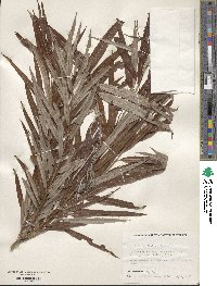 Salix viminalis image