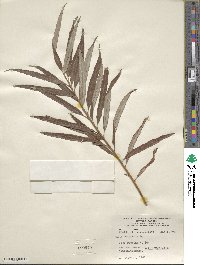 Salix viminalis image