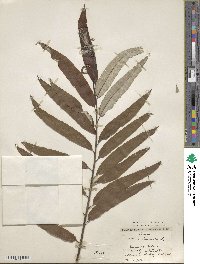 Salix viminalis image