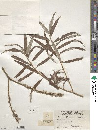 Salix viminalis image