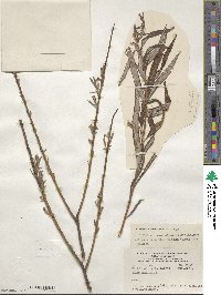 Salix viminalis image