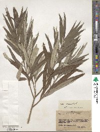 Salix viminalis image