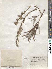 Salix viminalis image