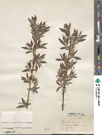 Salix viminalis image