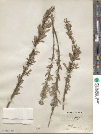 Salix viminalis image