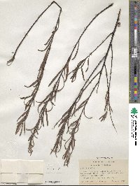 Salix viminalis image