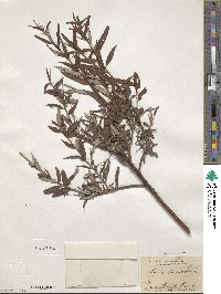 Salix viminalis image