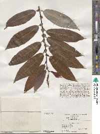 Salix triandra image