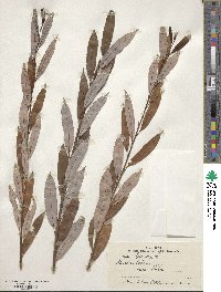 Salix triandra image