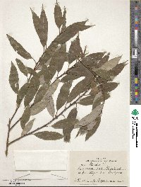 Salix triandra image