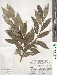 Salix triandra image