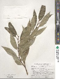 Salix triandra image