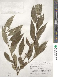 Salix triandra image