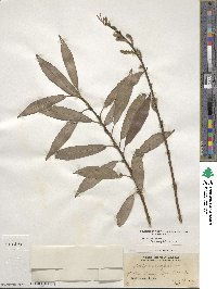 Salix triandra image