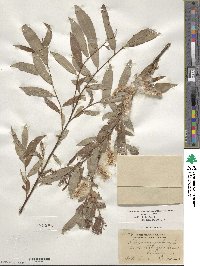 Salix triandra image